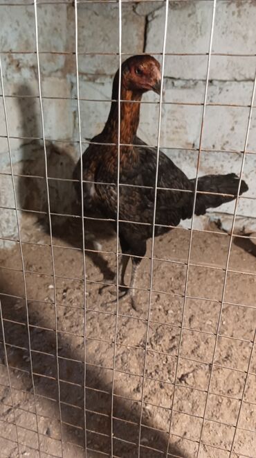 Toyuqlar: Toyuq, Damazlıq, Ünvandan götürmə — 3