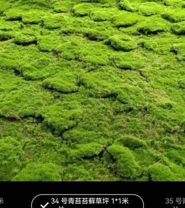 Digər bitkilər: Məhsul: Təbiətvi̇ zolaqlı yosun/mahov örtüyü – hazır plitələr Təsvir — 8