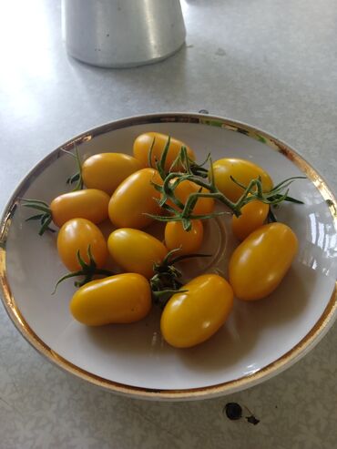 Другие услуги: Ищу бизнес партнера, инвестора, для выращивания овощей (открытый — 10