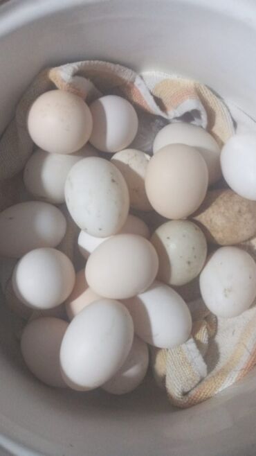 qaz yumurtasi satilir v Azərbaycan | TOYUQLAR, XORUZLAR: Qaz, ordek yumurtalari satilir. Qaz 1.50, lal ordek 1 man. Bine