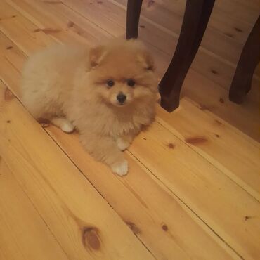 pomeranian şpitz: Şpitz