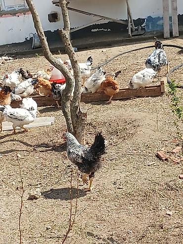 Toyuqlar: ‼️ Təcili Satılır ‼️ 53 ədəd tam sağlam 4.ay yarımlıq colpalar — 8