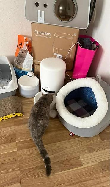 кормушки для котов: Продаем в надёжные любящие руки, Скотиш Страйт (шотландская прямоухая) — 2