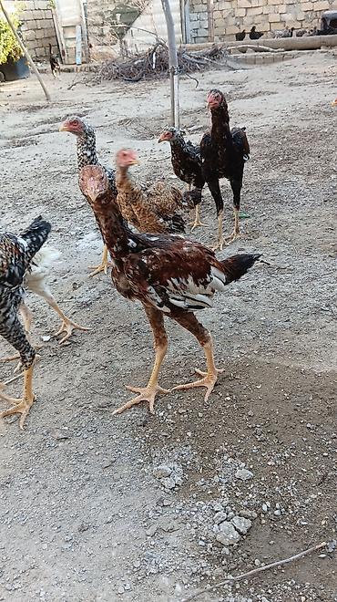 kutum balığı qiymeti: 1 Xoruz 🐓 4 toyuq hamsı irak sortu pileymutdi hec bir prablemleri — 6