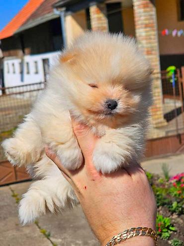 ovcar kuce: Najlepsi Pomeranci Boo samo u Pom_Hash_Starsu, bebe najkrace njuskice — 5