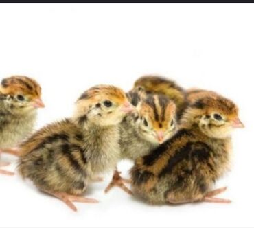 инкубационное яйцо бишкек: Продаем подрощенных цыплят перепелов. феникс фараон Техас тенеброз от