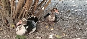 Ördəklər: . Təmiz kənd heyvanıdı. İki sortda. Qaz. satılır, yerli və Rusiyyət — 4