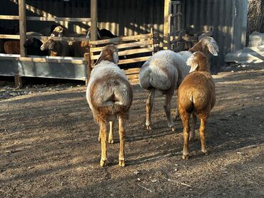 Бараны, овцы: Продаю | Ягненок, Баран (самец) | Арашан | Для разведения — 7