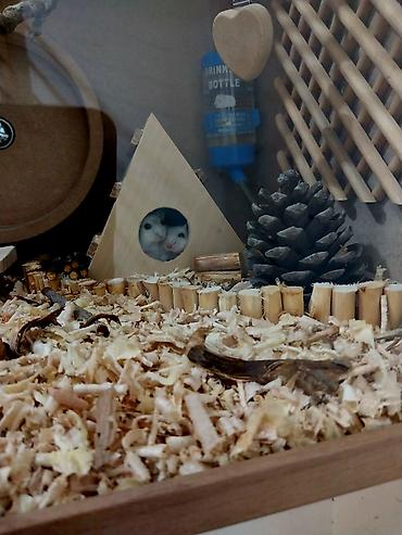 hamster qəfəsi: Hamsterlər və hamster evi satılır Bütöv əl işidir. Yaxşı vəziyətdədir — 2