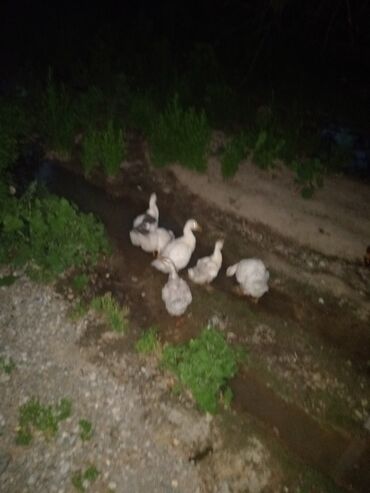 купить корм для перепелов несушек: Продаю гусей. Парода Линда