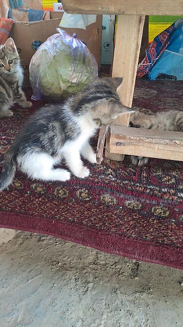 белый кошка: Котята домашние, ручные. - Окрас: два белоснежных и два тигровых — 9
