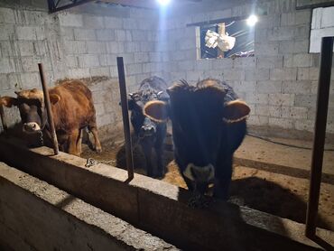 Коровы, быки: Продаю | Бык (самец) | Полукровка | На откорм | Привязанные — 5