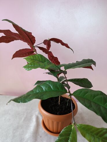 растения в горшках: Экскокария кохинхинская (или китайский кротон) с зелено-красными