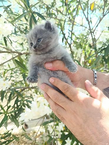 Кошки: Böyük gözlü, yumşaq tük̈lü bala pişiklər - Rənglər: böyük — 2