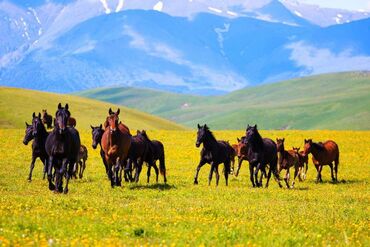 Туристические услуги: Конная прогулка на иссык-куле 🐎 0️⃣5️⃣0️⃣2️⃣3️⃣2️⃣9️⃣4️⃣7️⃣1️⃣☎️ + at lalafo.kg — 9 Туристические услуги: Конная прогулка на иссык-куле 🐎 0️⃣5️⃣0️⃣2️⃣3️⃣2️⃣9️⃣4️⃣7️⃣1️⃣☎️ + — 9