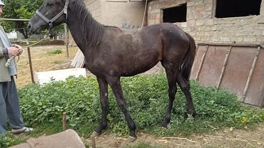 Лошади, кони: Продаю 2 кобылки возраст по 2 года, цена по 75000