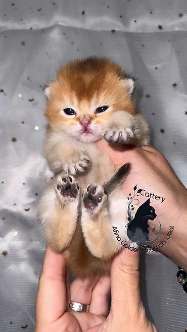 Продажа кошек: Скотиш Страйт (Шотландская прямоухая), 1 месяц, Мальчик, Золотая шиншилла, Приучена к лотку — 1