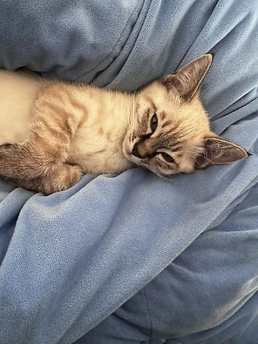 котенок отдам даром: 4 месяца, Мальчик — 1