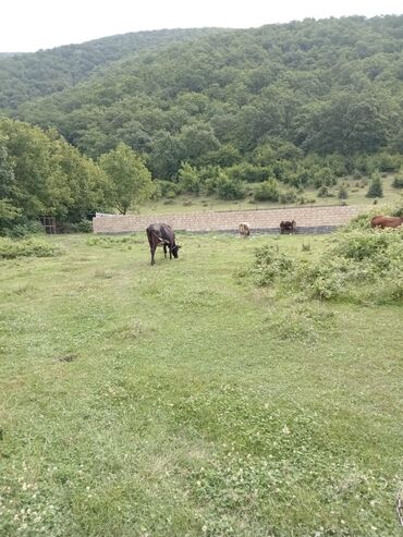 Qarajlar: 4 sot, Tikinti, Mülkiyyətçi, Kupça (Çıxarış)