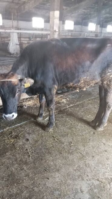 Коровы, быки: Продаю | Тёлка | Айрширская | На забой