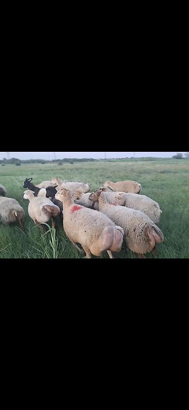 toyuq ucuz qiymete: Dişi, il: 1, 50 kq, Damazlıq, Ünvandan götürmə — 6