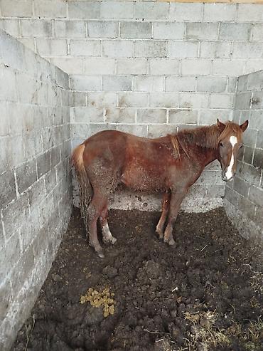 Лошади, кони: Продаю | Жеребенок | Для разведения — 4