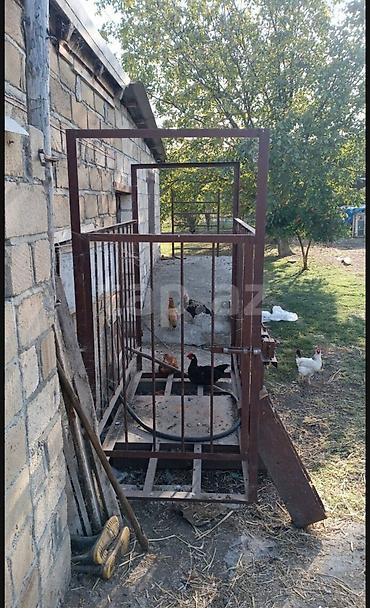 quzu qoyun: Metal mal və inək çəkmək üçün tərəzi - İstiqlal dəmirdən yığılmış — 1