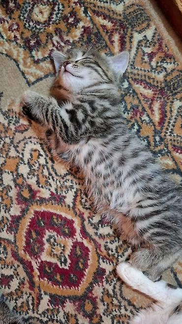 Мышыктар: Котята — домашние любимцы - Возраст: маленькие котята (на фото — 9
