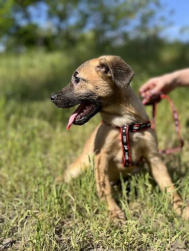 Отдам даром собаку: Ищем дом для маленькой Бусинки 🐾🏡 Группа «Зоозащита Бишкек» ищет — 5