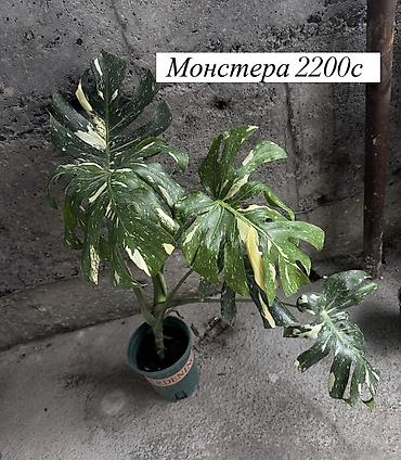 Көк чөптөр жана микро жашылчалар: Комнатные цветы оптом и в розницу — 7