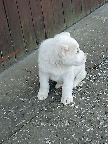 Psi: Na prodaju ženka azijata (srednjeaziski ovčar) Stara 6. Nedelja na lalafo.rs — 11 Psi: Na prodaju ženka azijata (srednjeaziski ovčar) Stara 6. Nedelja — 11