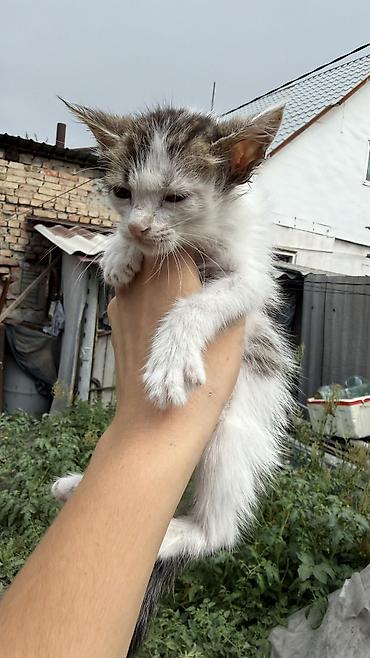 Мышыктар: Котята: мальчик и девочка К латку приучены, игривые кушают очень — 4