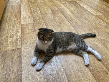 возьму котёнка: Отдам в хорошие, заботливые руки нашего кота. Кот домашний