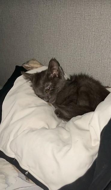 отдам котят даром: Котята, домашние. На фото — малыши классического окраса: черные и — 8