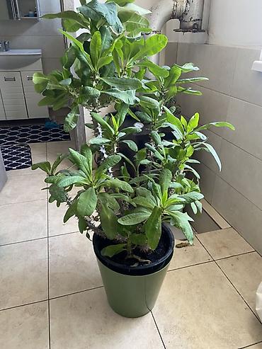 Молочаи: Комнатное растение – молочай Милла (Euphorbia milii), крупный куст в — 1