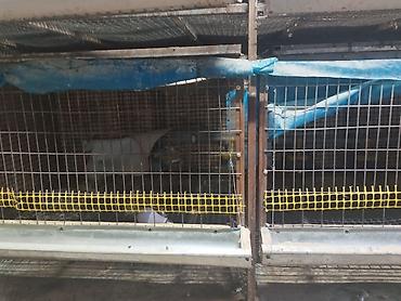 Товары и оборудование для с/х животных: Трëхярусная клетка для содержания перепёлок/цыплят - Конструкция — 10