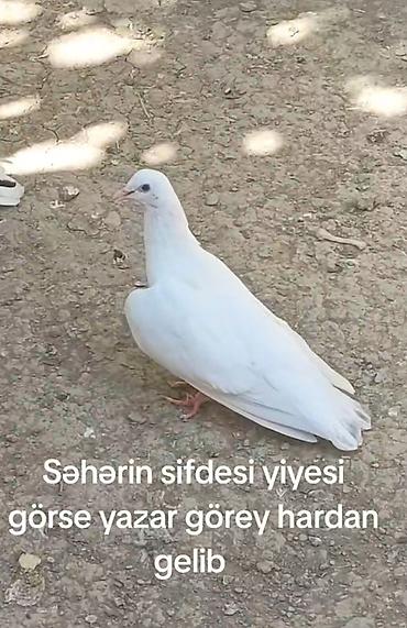 bulbul quşu satışı: Tutulma mayadı meydini tutmuwam təcili pul lazimdi deyen satılır — 1