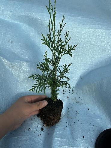 Туя: Туя западная — саженцы в контейнерах - Вид: Thuja occidentalis (туя — 14