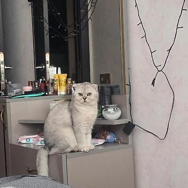 Кошки: Шотландская вислоухая — 4