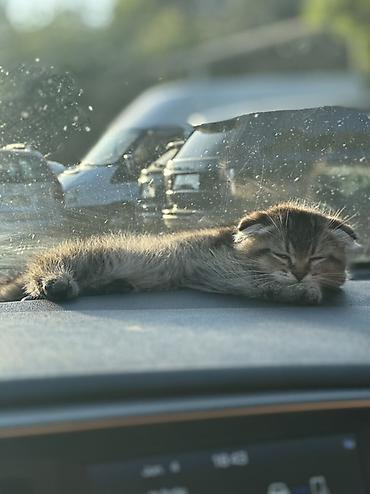 Кошки: Шотландская вислоухая, Самец, В добрые руки, Платная доставка — 6