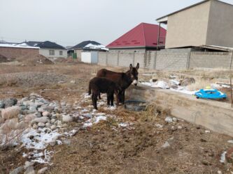 продажа домашних животных: Ослы (самка с жеребёнком) - Вид: домашние ослы, темно-каштановая