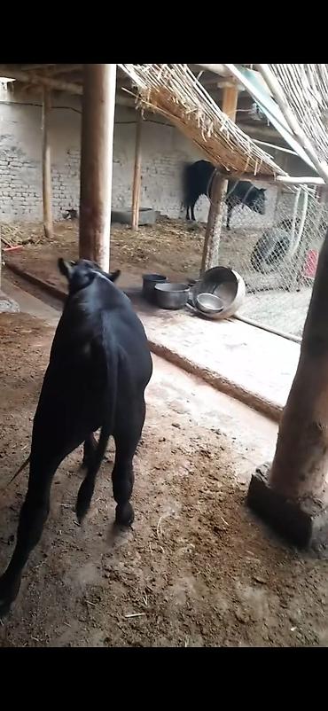 Dana, buzov: Satlıq qara buzaq - Növ: qara rəngli buzaq (erkək görünüşlü) - Rəng -da lalafo.az — 7 Dana, buzov: Satlıq qara buzaq - Növ: qara rəngli buzaq (erkək görünüşlü) - Rəng — 7