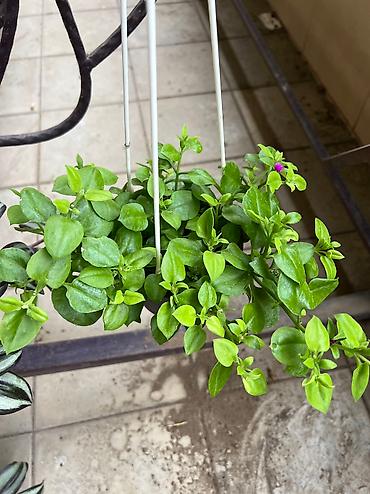 Otaq bitkiləri: Her cure guler var veregliyin baxin ancag xanimlara satiş olur Gencedi — 14