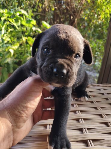 İtlər: 1 ay, Peyvəndli, Rayonlara çatdırılma, Ünvandan götürmə, Pulsuz çatdırılma — 22