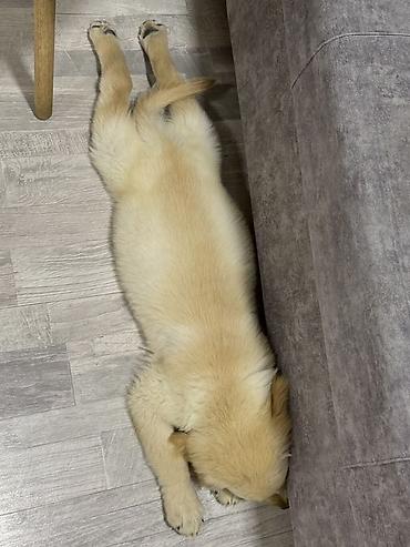 golden retriever balası: Safqan golden retriever balasıdır, 2 aylıq erkey baladır, veterinerde — 2