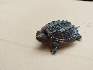 машинка для стришка баранов: Молодая каймановая черепаха (Cuvier’s dwarf caiman turtle/Matamata?)