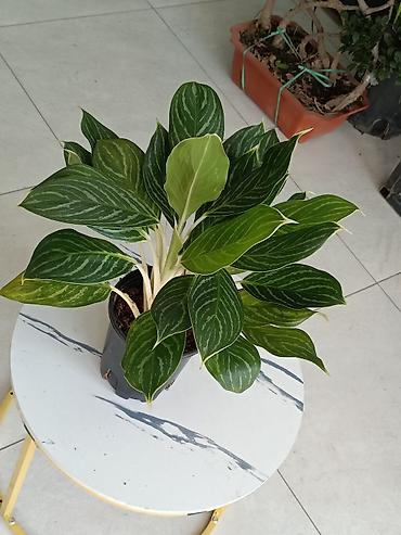 Другие комнатные растения: ПРОДАЮ КОМНАТНЫЕ РАСТЕНИЯ! 🌱 Бамбук — 3000 сом 🌳 Бонсай — 4100 сом 🌳 — 11