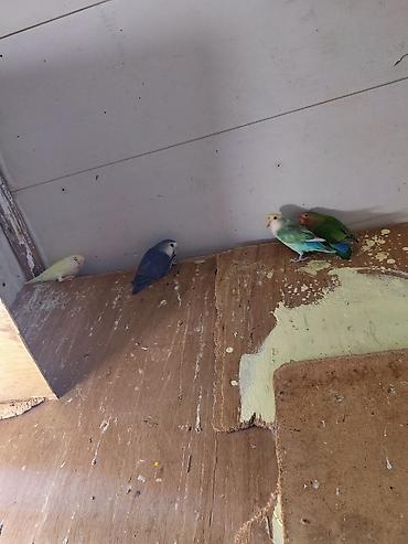 Tutuquşları: Məhsul: Agapornis (Lovebird) papuqayları – müxtəlif rəng mutasiyaları — 3