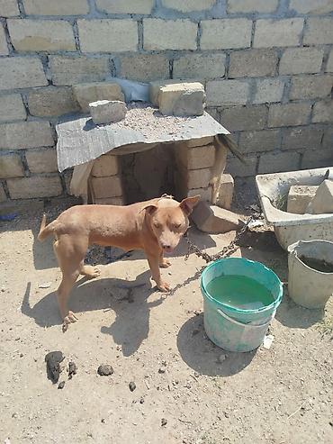pitbul satanlar: Pitbul, 1 il, Dişi, Peyvəndli — 2