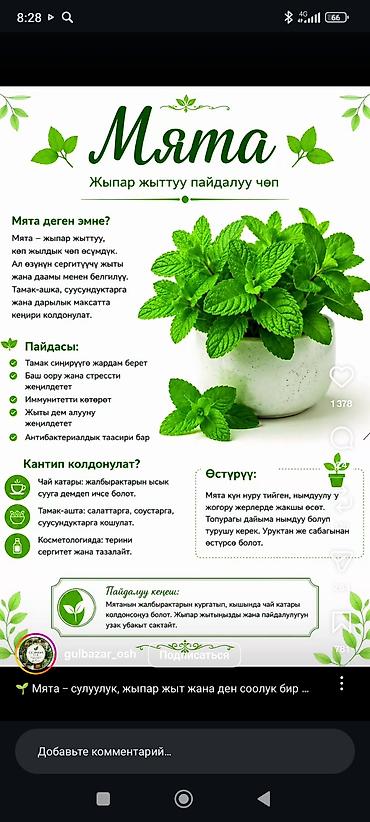 на камерный свет: Мята – ароматная листовая трава для кулинарии, чая и домашних уходовых — 1